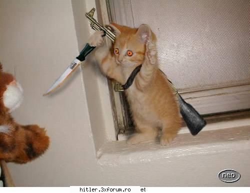 funny atentie animale!!!